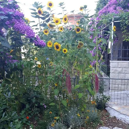 Buco And Mare Lejlighed *